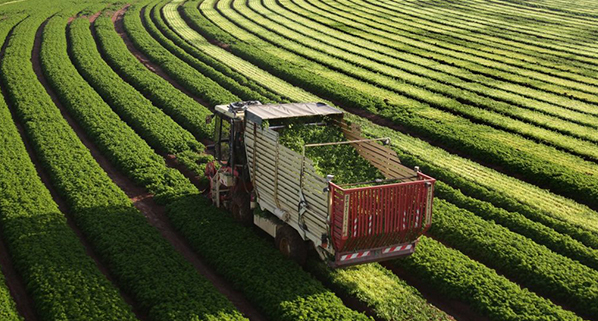 a truck in a field
