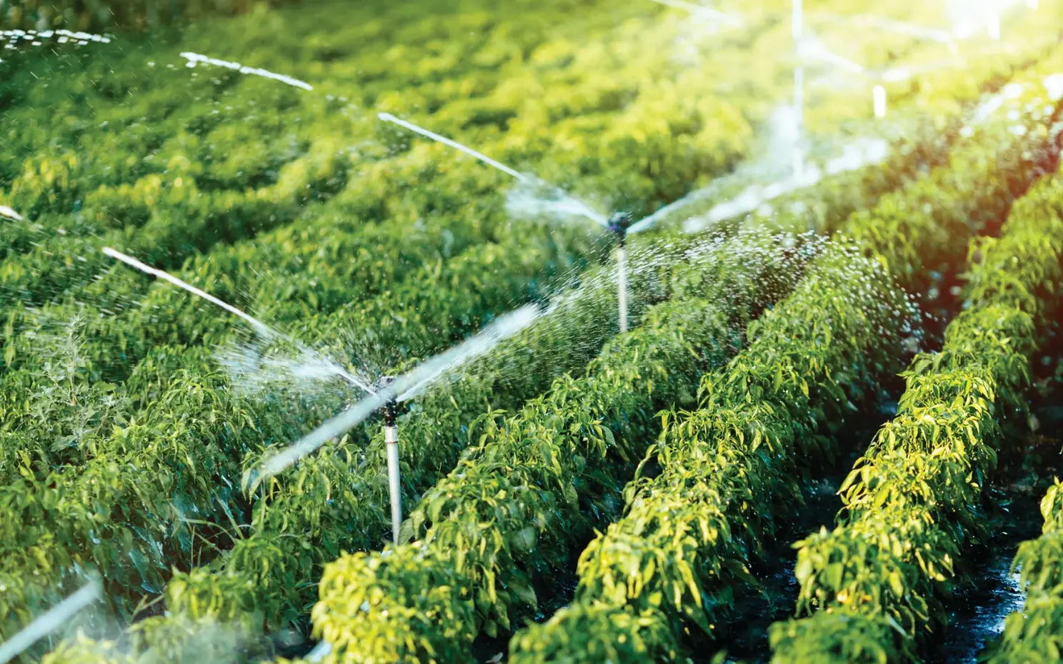 How to Protect Your Irrigation System From Emitter Clogging