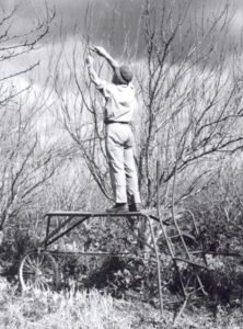 historical image picking fruits