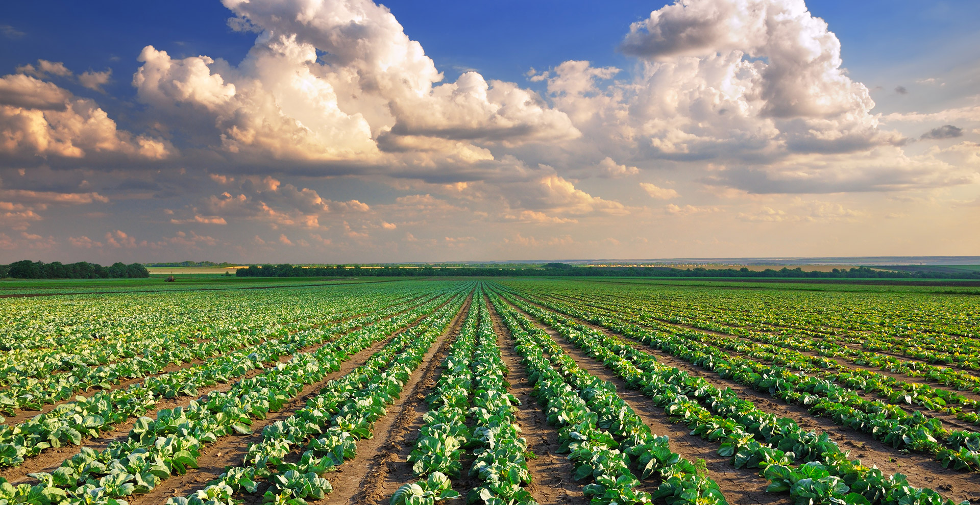 Agricultural Irrigation Systems: Techniques and Technologies