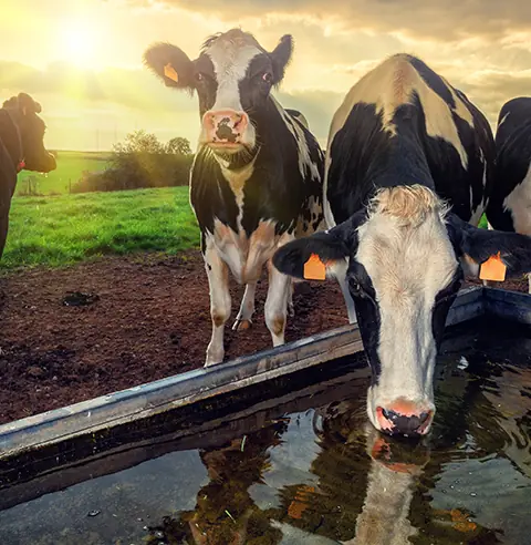 Optimizing Livestock Health: The Role of Sustainable Water Filtration Solutions