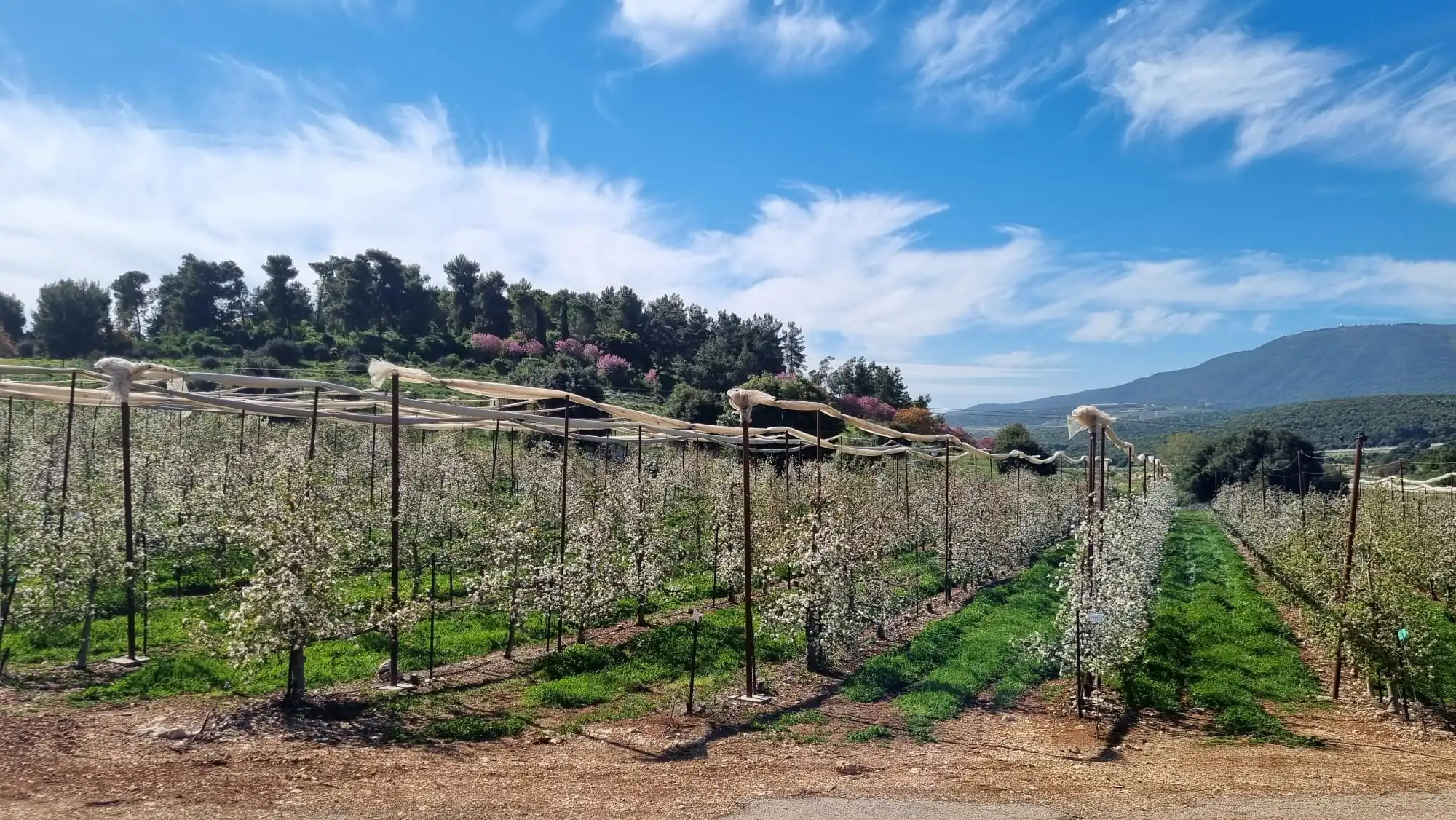 Stormwater and Secondary Effluent Filtration for Irrigation Reuse, Israel